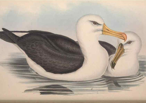 Reproducción/Reproduction 36556929270: The birds of Australia.. London,Printed by R. and J. E. Taylor; pub. by the author,[1840]-48.