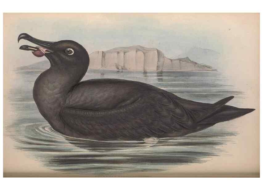 Reproducción/Reproduction 36556930320: The birds of Australia.. London,Printed by R. and J. E. Taylor; pub. by the author,[1840]-48.