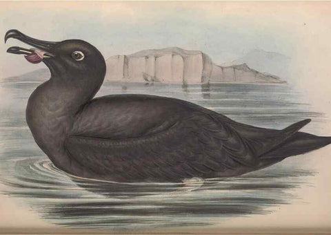 Reproducción/Reproduction 36556930320: The birds of Australia.. London,Printed by R. and J. E. Taylor; pub. by the author,[1840]-48.