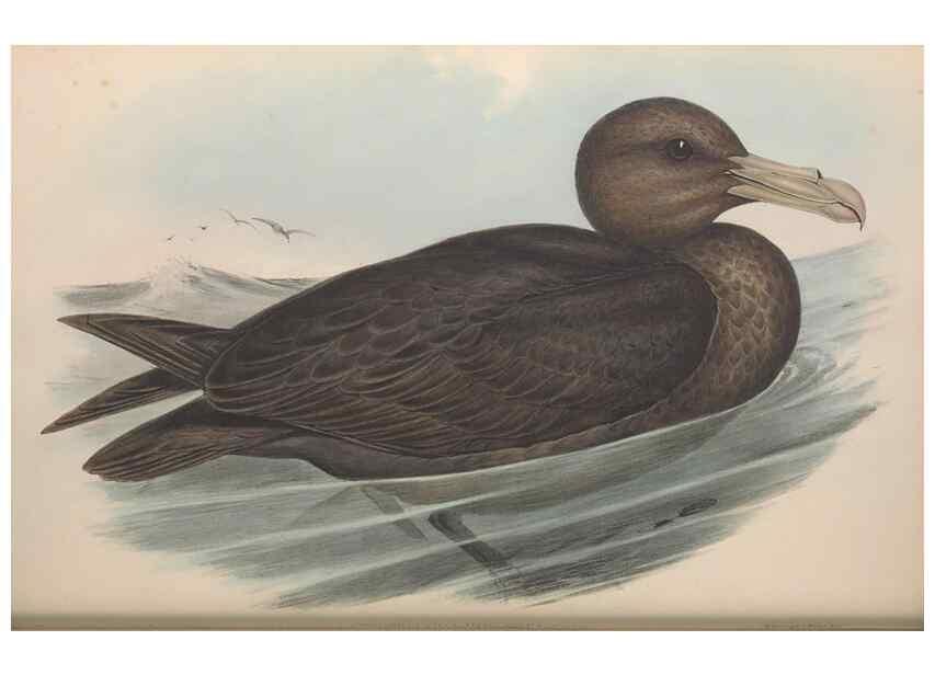 Reproducción/Reproduction 36556931870: The birds of Australia.. London,Printed by R. and J. E. Taylor; pub. by the author,[1840]-48.