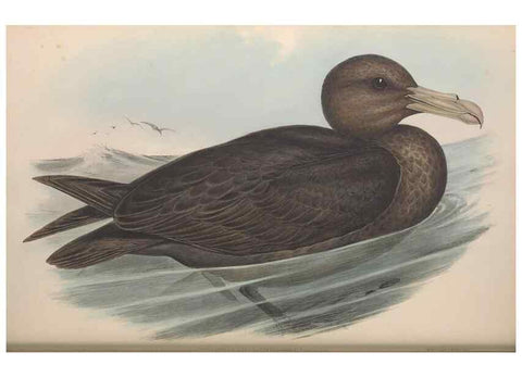 Reproducción/Reproduction 36556931870: The birds of Australia.. London,Printed by R. and J. E. Taylor; pub. by the author,[1840]-48.