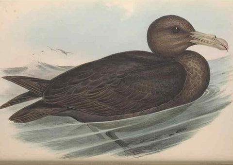 Reproducción/Reproduction 36556931870: The birds of Australia.. London,Printed by R. and J. E. Taylor; pub. by the author,[1840]-48.