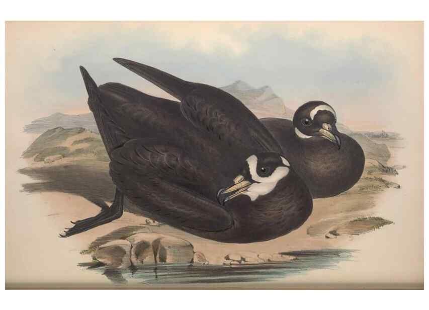 Reproducción/Reproduction 36556933500: The birds of Australia.. London,Printed by R. and J. E. Taylor; pub. by the author,[1840]-48.