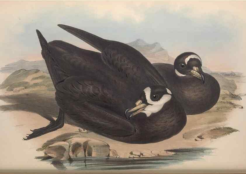 Reproducción/Reproduction 36556933500: The birds of Australia.. London,Printed by R. and J. E. Taylor; pub. by the author,[1840]-48.