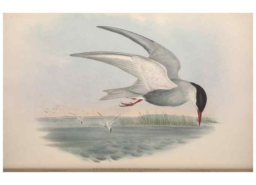 Reproducción/Reproduction 36144705083: The birds of Australia.. London,Printed by R. and J. E. Taylor; pub. by the author,[1840]-48.