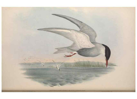 Reproducción/Reproduction 36144705083: The birds of Australia.. London,Printed by R. and J. E. Taylor; pub. by the author,[1840]-48.