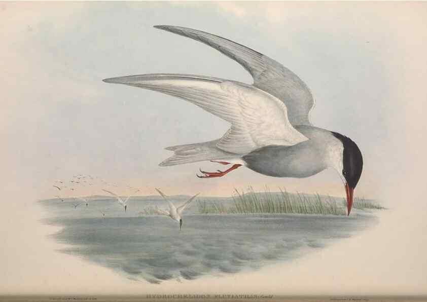 Reproducción/Reproduction 36144705083: The birds of Australia.. London,Printed by R. and J. E. Taylor; pub. by the author,[1840]-48.