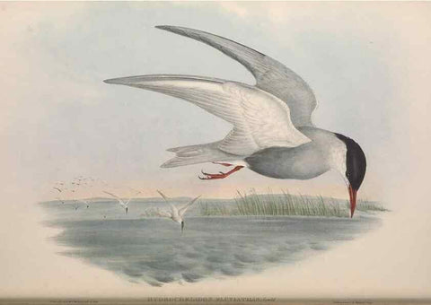 Reproducción/Reproduction 36144705083: The birds of Australia.. London,Printed by R. and J. E. Taylor; pub. by the author,[1840]-48.