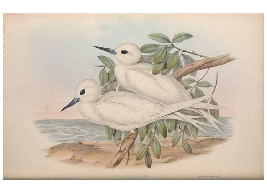 Reproducción/Reproduction 36144703253: The birds of Australia.. London,Printed by R. and J. E. Taylor; pub. by the author,[1840]-48.