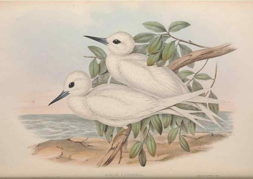 Reproducción/Reproduction 36144703253: The birds of Australia.. London,Printed by R. and J. E. Taylor; pub. by the author,[1840]-48.