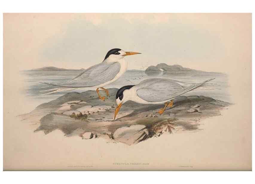 Reproducción/Reproduction 36144701803: The birds of Australia.. London,Printed by R. and J. E. Taylor; pub. by the author,[1840]-48.