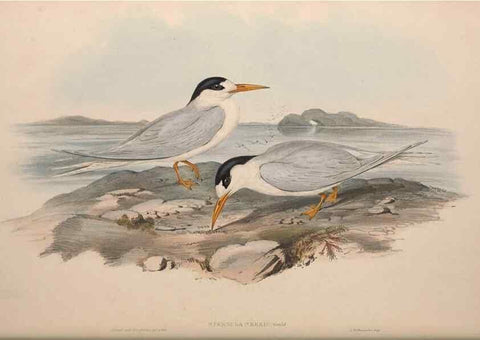 Reproducción/Reproduction 36144701803: The birds of Australia.. London,Printed by R. and J. E. Taylor; pub. by the author,[1840]-48.