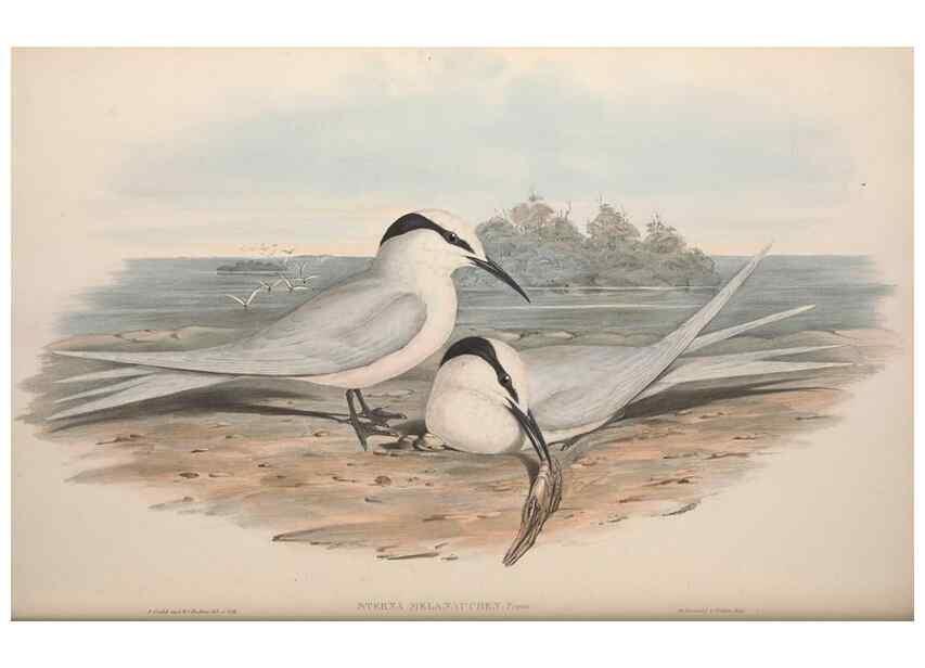 Reproducción/Reproduction 36144699733: The birds of Australia.. London,Printed by R. and J. E. Taylor; pub. by the author,[1840]-48.
