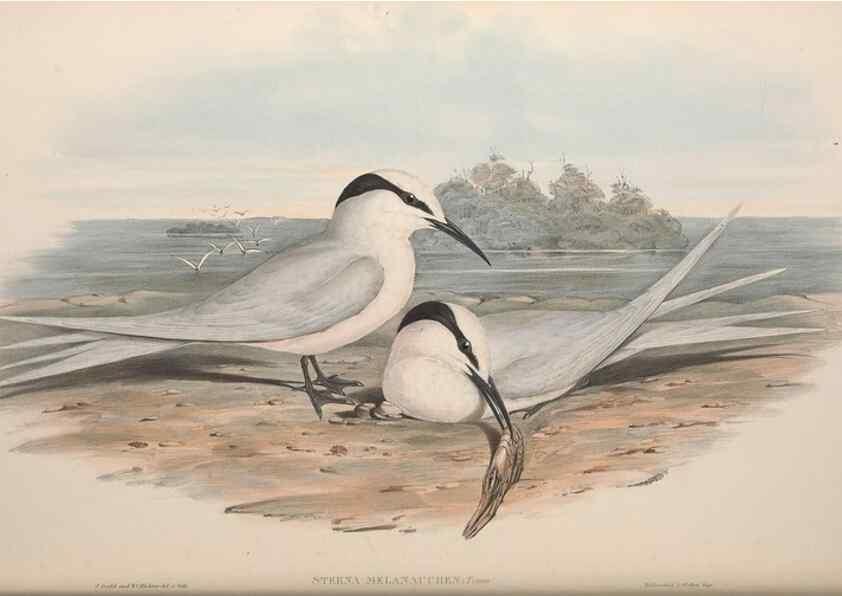 Reproducción/Reproduction 36144699733: The birds of Australia.. London,Printed by R. and J. E. Taylor; pub. by the author,[1840]-48.