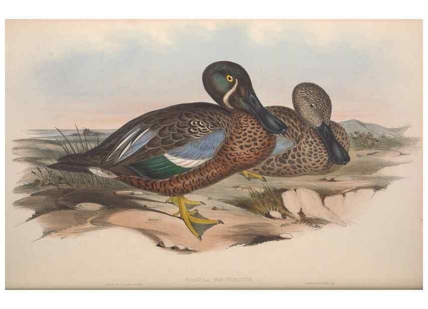 Reproducción/Reproduction 36813458721: The birds of Australia.. London,Printed by R. and J. E. Taylor; pub. by the author,[1840]-48.