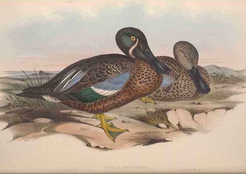 Reproducción/Reproduction 36813458721: The birds of Australia.. London,Printed by R. and J. E. Taylor; pub. by the author,[1840]-48.