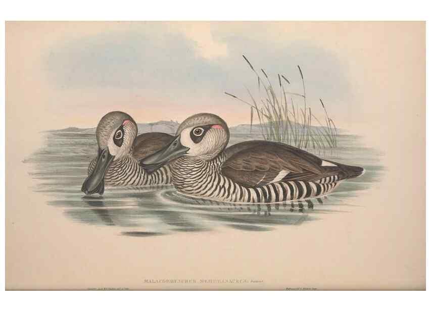 Reproducción/Reproduction 36953013315: The birds of Australia.. London,Printed by R. and J. E. Taylor; pub. by the author,[1840]-48.