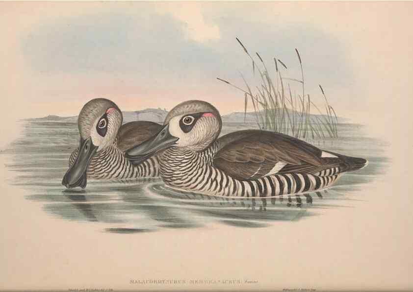 Reproducción/Reproduction 36953013315: The birds of Australia.. London,Printed by R. and J. E. Taylor; pub. by the author,[1840]-48.