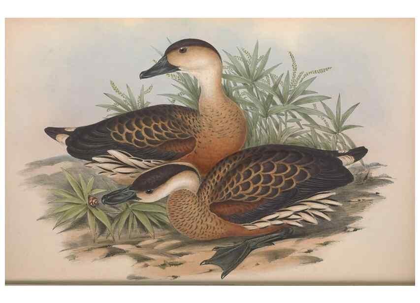Reproducción/Reproduction 36556898480: The birds of Australia.. London,Printed by R. and J. E. Taylor; pub. by the author,[1840]-48.