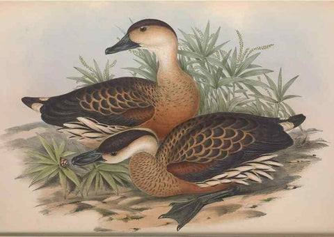 Reproducción/Reproduction 36556898480: The birds of Australia.. London,Printed by R. and J. E. Taylor; pub. by the author,[1840]-48.