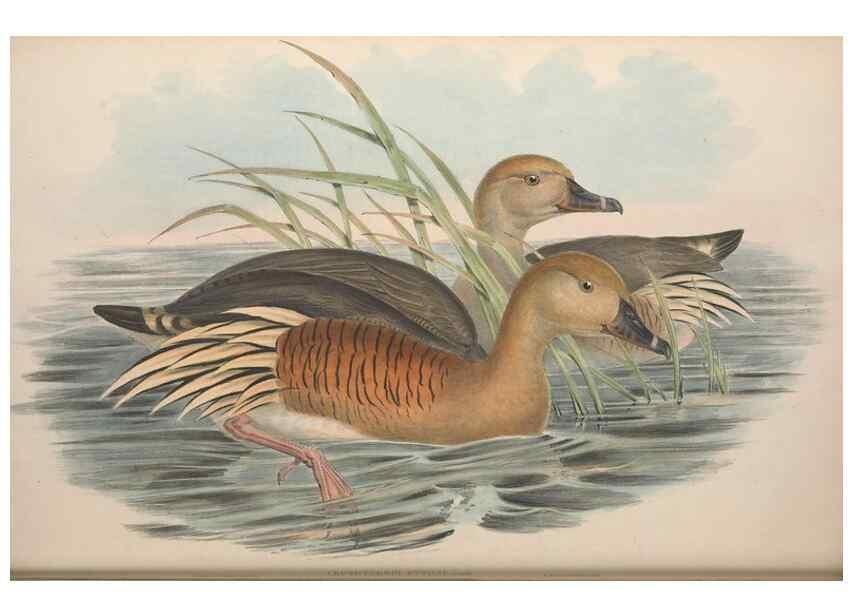 Reproducción/Reproduction 36556901650: The birds of Australia.. London,Printed by R. and J. E. Taylor; pub. by the author,[1840]-48.