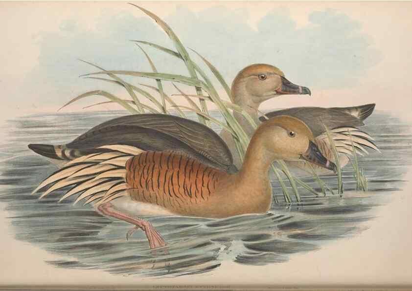Reproducción/Reproduction 36556901650: The birds of Australia.. London,Printed by R. and J. E. Taylor; pub. by the author,[1840]-48.