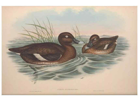 Reproducción/Reproduction 36953017185: The birds of Australia.. London,Printed by R. and J. E. Taylor; pub. by the author,[1840]-48.