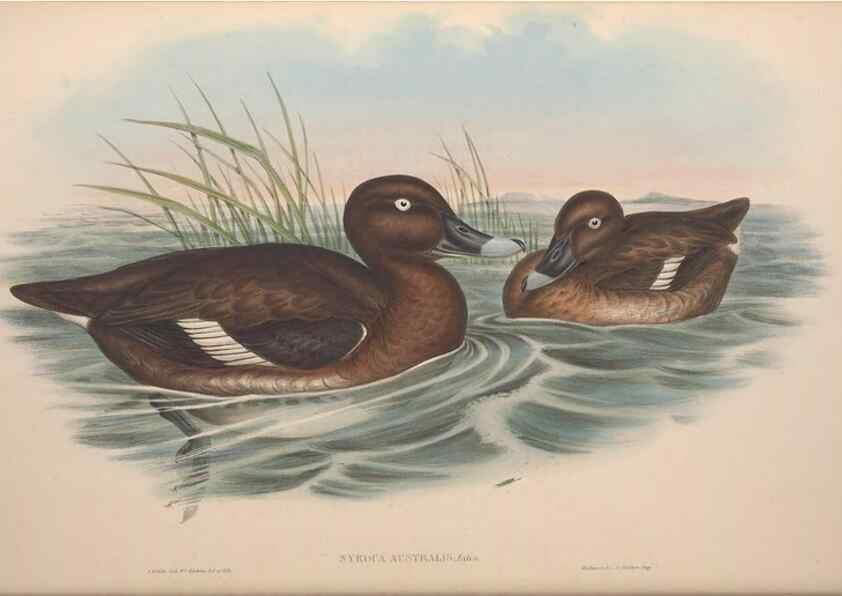 Reproducción/Reproduction 36953017185: The birds of Australia.. London,Printed by R. and J. E. Taylor; pub. by the author,[1840]-48.