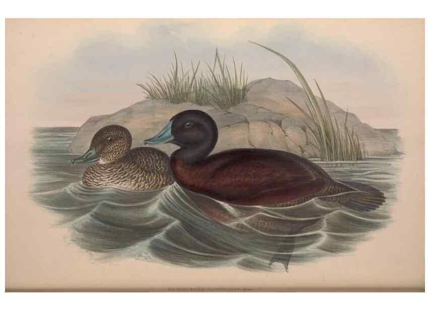 Reproducción/Reproduction 36953018165: The birds of Australia.. London,Printed by R. and J. E. Taylor; pub. by the author,[1840]-48.