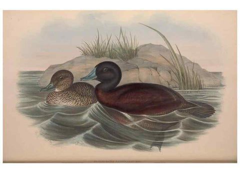 Reproducción/Reproduction 36953018165: The birds of Australia.. London,Printed by R. and J. E. Taylor; pub. by the author,[1840]-48.