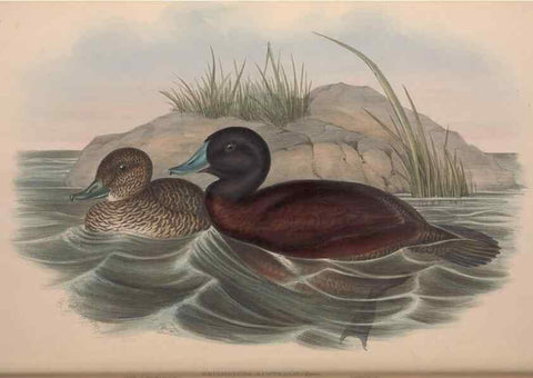 Reproducción/Reproduction 36953018165: The birds of Australia.. London,Printed by R. and J. E. Taylor; pub. by the author,[1840]-48.