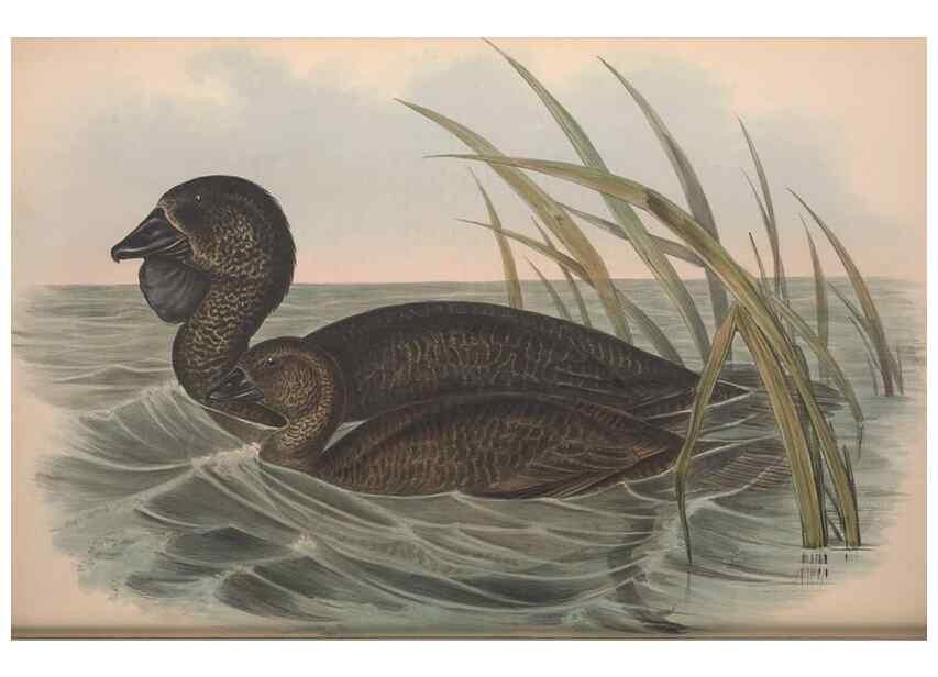 Reproducción/Reproduction 36953019375: The birds of Australia.. London,Printed by R. and J. E. Taylor; pub. by the author,[1840]-48.
