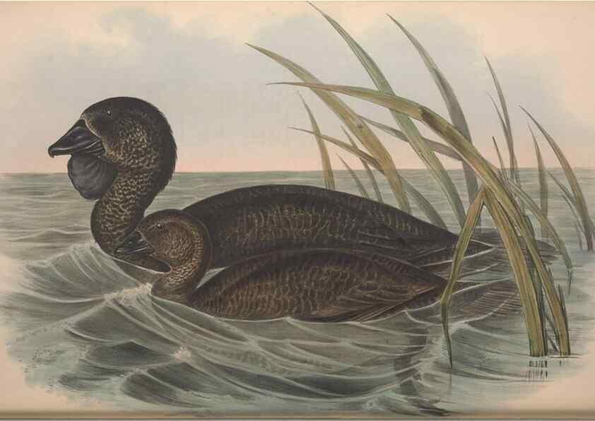 Reproducción/Reproduction 36953019375: The birds of Australia.. London,Printed by R. and J. E. Taylor; pub. by the author,[1840]-48.