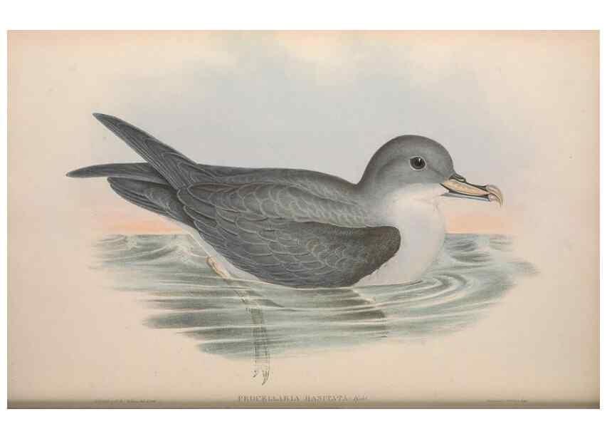 Reproducción/Reproduction 36556935320: The birds of Australia.. London,Printed by R. and J. E. Taylor; pub. by the author,[1840]-48.