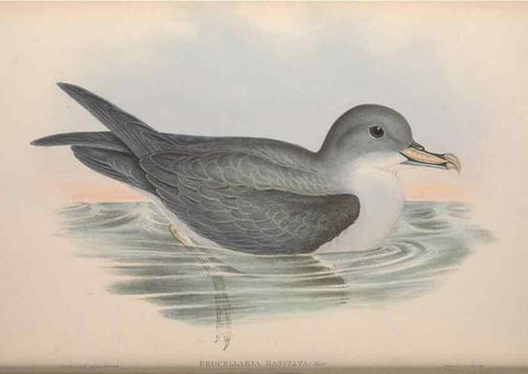 Reproducción/Reproduction 36556935320: The birds of Australia.. London,Printed by R. and J. E. Taylor; pub. by the author,[1840]-48.