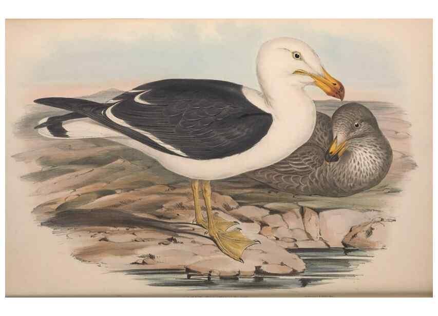 Reproducción/Reproduction 36953021455: The birds of Australia.. London,Printed by R. and J. E. Taylor; pub. by the author,[1840]-48.
