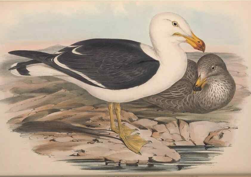 Reproducción/Reproduction 36953021455: The birds of Australia.. London,Printed by R. and J. E. Taylor; pub. by the author,[1840]-48.