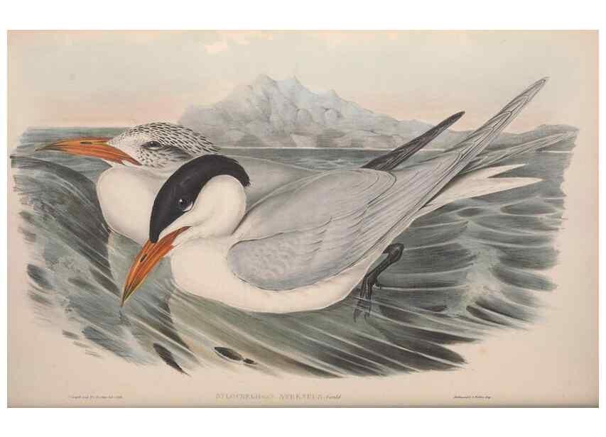 Reproducción/Reproduction 36144686523: The birds of Australia.. London,Printed by R. and J. E. Taylor; pub. by the author,[1840]-48.
