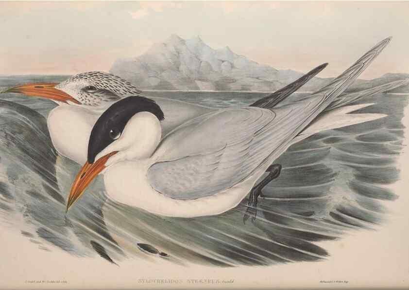 Reproducción/Reproduction 36144686523: The birds of Australia.. London,Printed by R. and J. E. Taylor; pub. by the author,[1840]-48.