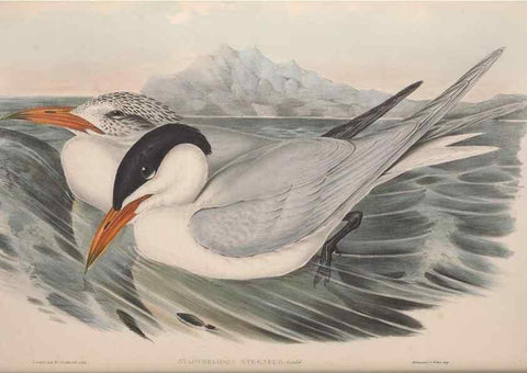 Reproducción/Reproduction 36144686523: The birds of Australia.. London,Printed by R. and J. E. Taylor; pub. by the author,[1840]-48.