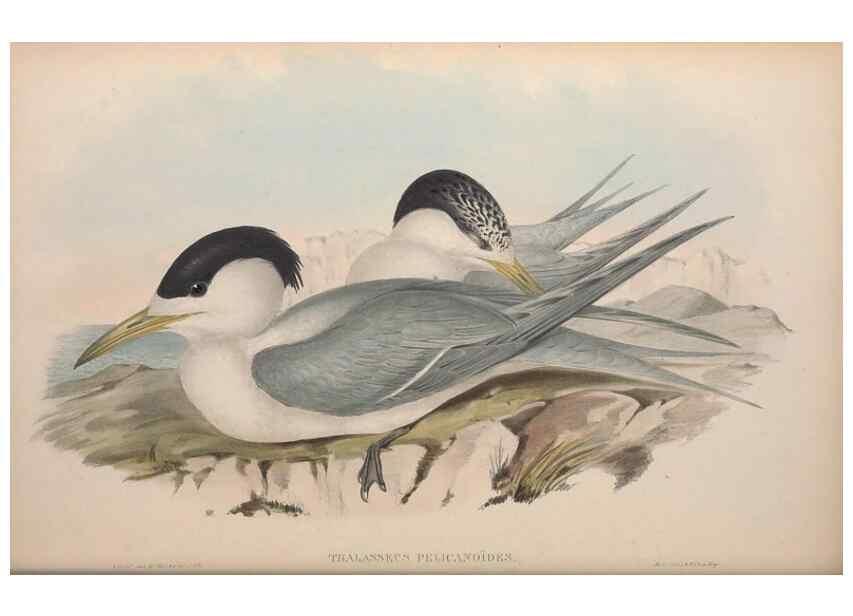 Reproducción/Reproduction 36144689603: The birds of Australia.. London,Printed by R. and J. E. Taylor; pub. by the author,[1840]-48.