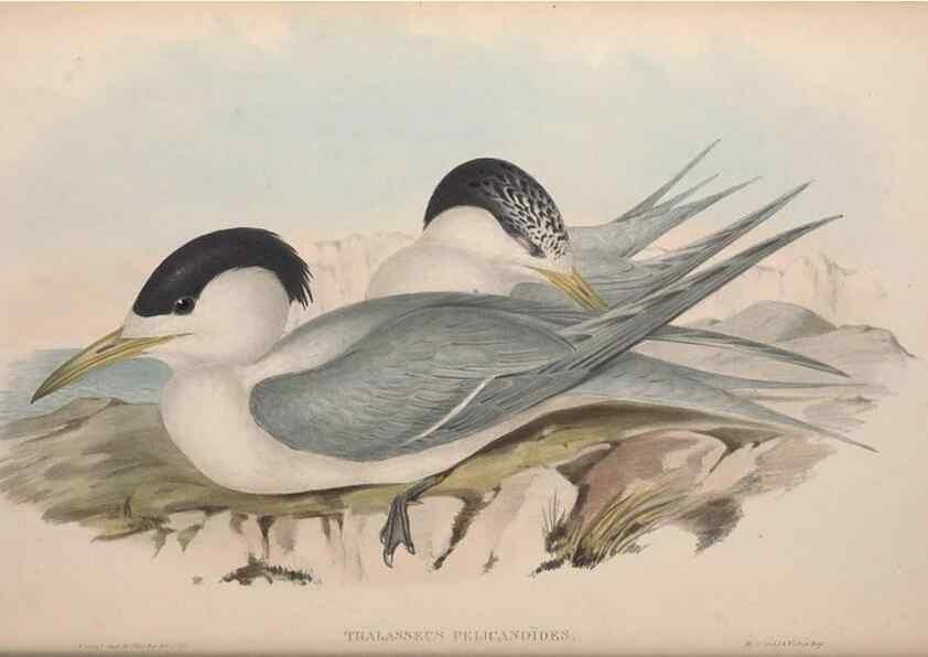 Reproducción/Reproduction 36144689603: The birds of Australia.. London,Printed by R. and J. E. Taylor; pub. by the author,[1840]-48.