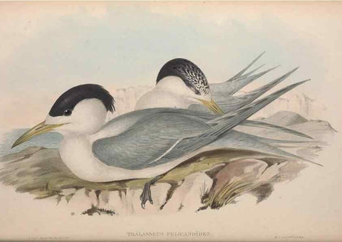 Reproducción/Reproduction 36144689603: The birds of Australia.. London,Printed by R. and J. E. Taylor; pub. by the author,[1840]-48.