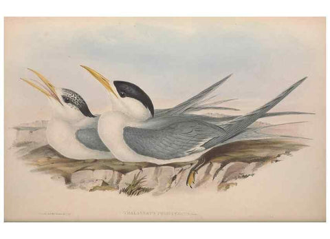 Reproducción/Reproduction 36144692123: The birds of Australia.. London,Printed by R. and J. E. Taylor; pub. by the author,[1840]-48.