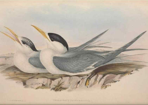 Reproducción/Reproduction 36144692123: The birds of Australia.. London,Printed by R. and J. E. Taylor; pub. by the author,[1840]-48.