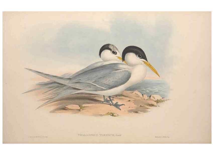Reproducción/Reproduction 36144694223: The birds of Australia.. London,Printed by R. and J. E. Taylor; pub. by the author,[1840]-48.