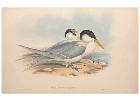 Reproducción/Reproduction 36144694223: The birds of Australia.. London,Printed by R. and J. E. Taylor; pub. by the author,[1840]-48.