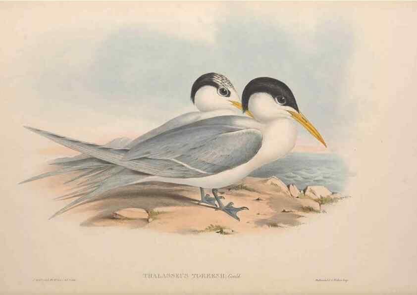 Reproducción/Reproduction 36144694223: The birds of Australia.. London,Printed by R. and J. E. Taylor; pub. by the author,[1840]-48.