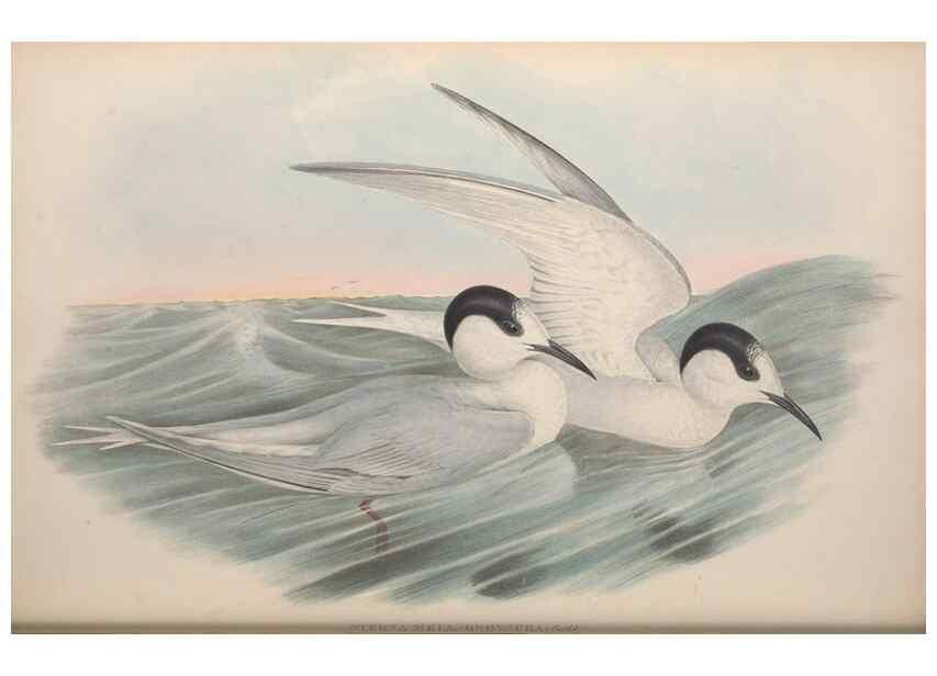Reproducción/Reproduction 36813476971: The birds of Australia.. London,Printed by R. and J. E. Taylor; pub. by the author,[1840]-48.