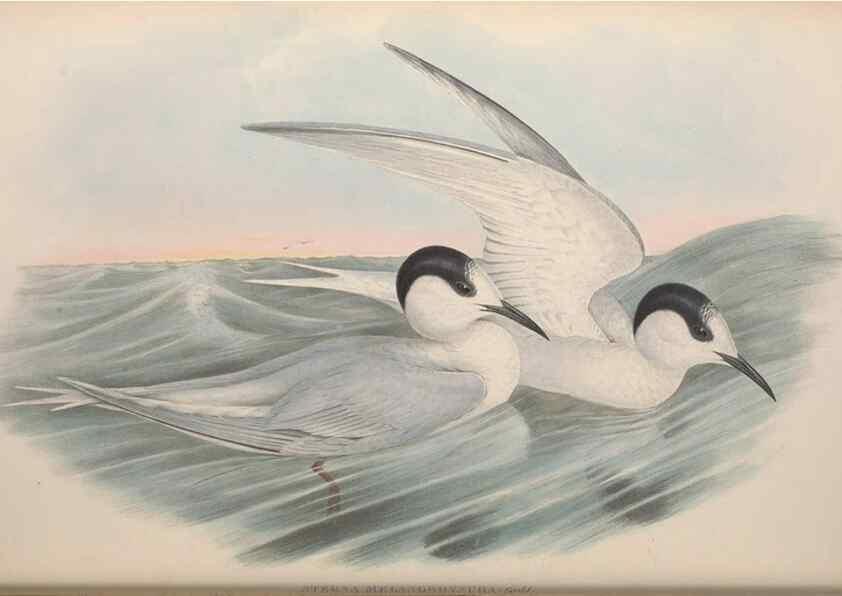 Reproducción/Reproduction 36813476971: The birds of Australia.. London,Printed by R. and J. E. Taylor; pub. by the author,[1840]-48.